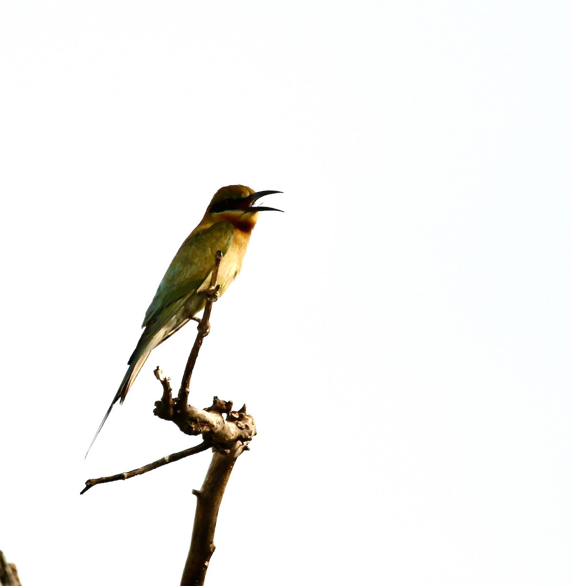 Blue-tailed Bee-eater - ML620834818
