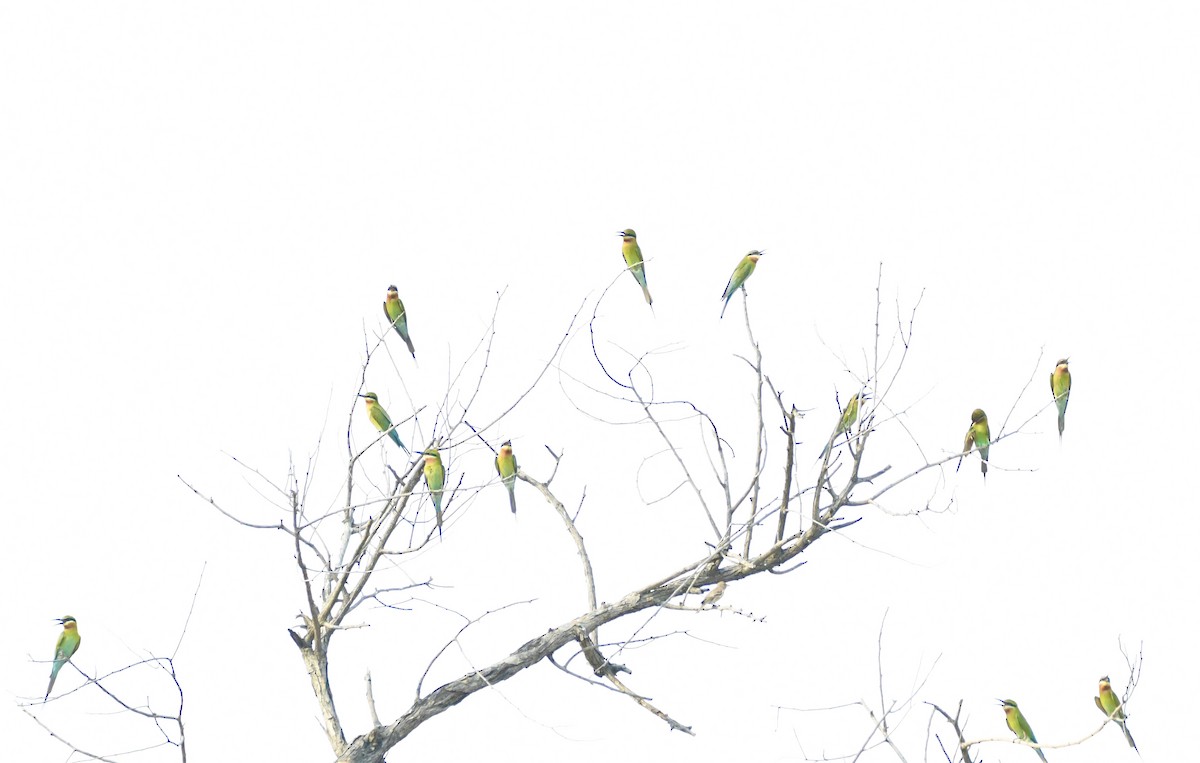 Blue-tailed Bee-eater - ML620834819