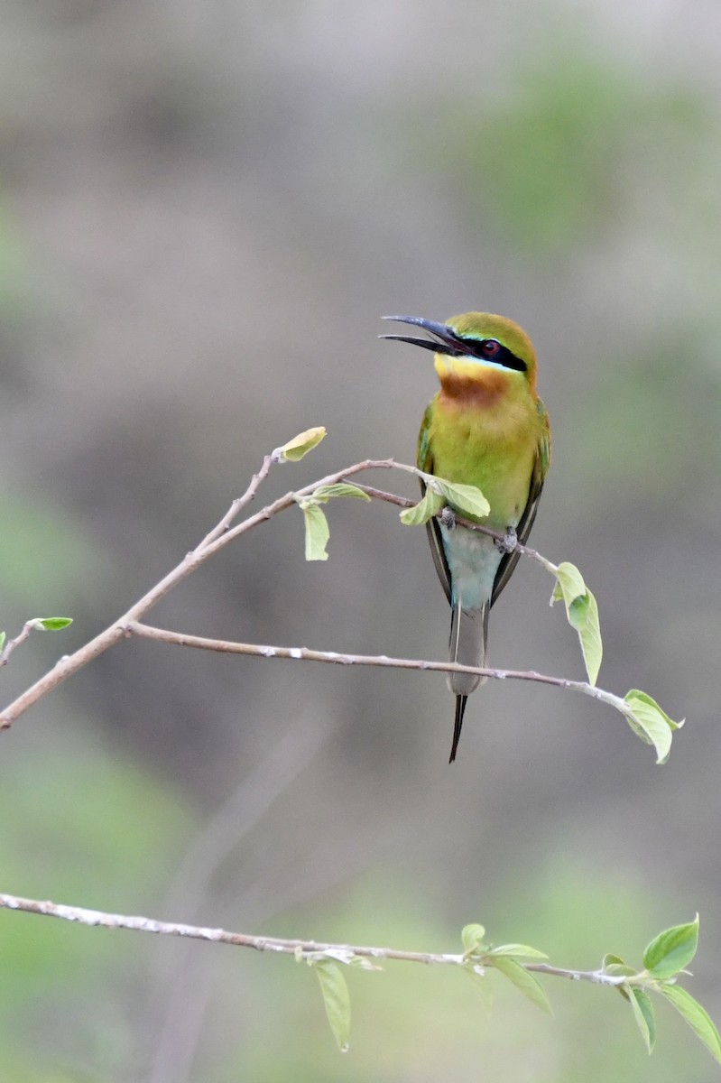 Blue-tailed Bee-eater - ML620834820