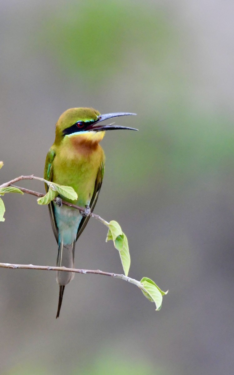 Blue-tailed Bee-eater - ML620834821