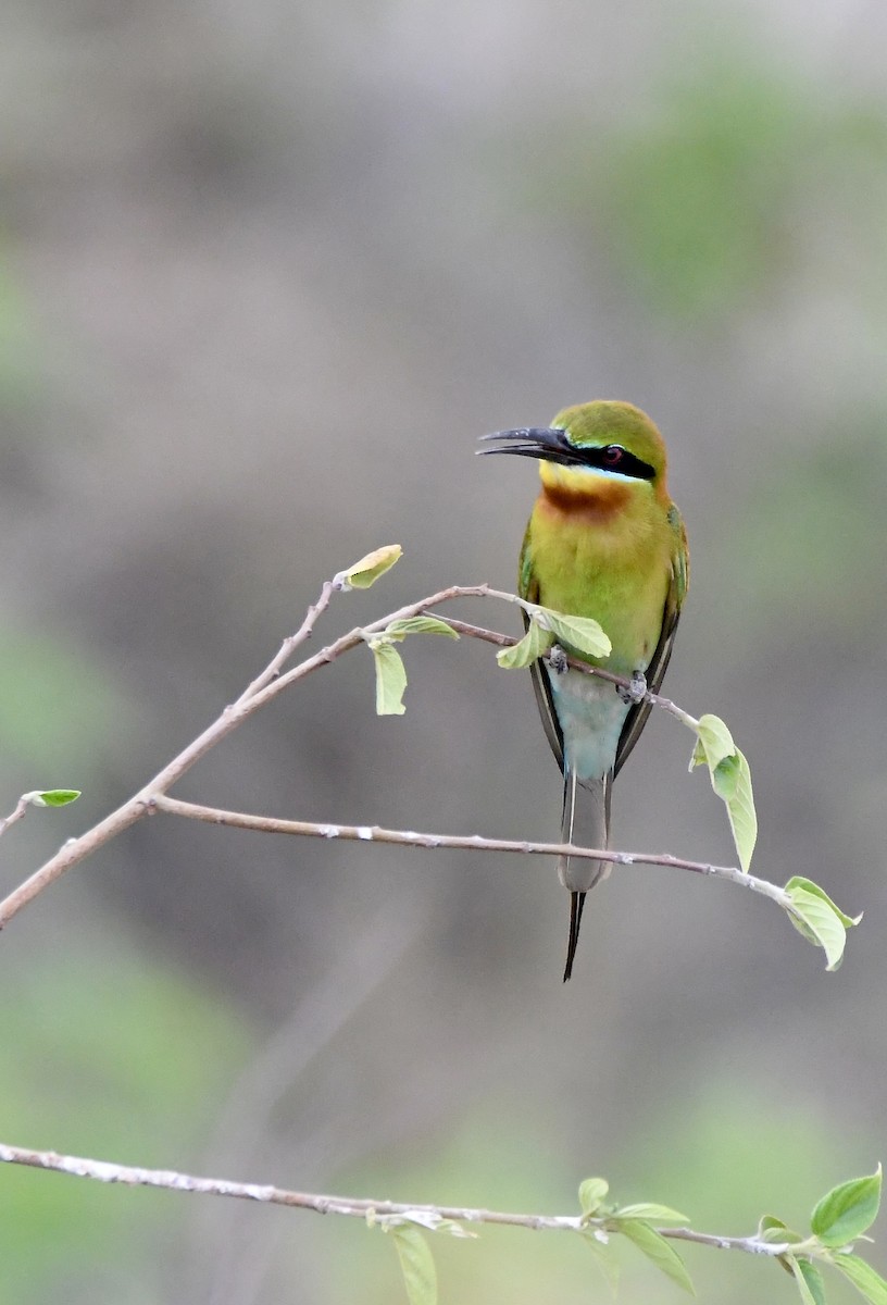 Blue-tailed Bee-eater - ML620834822