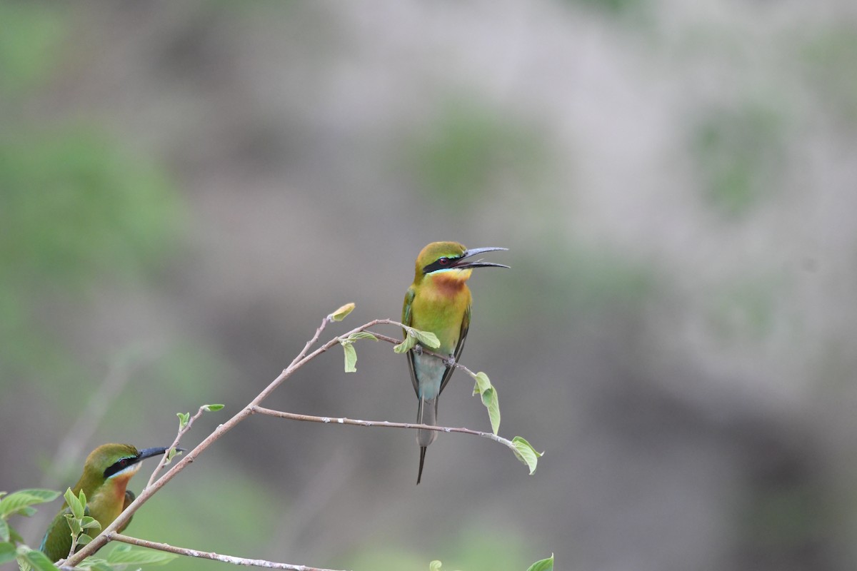 Blue-tailed Bee-eater - ML620834823