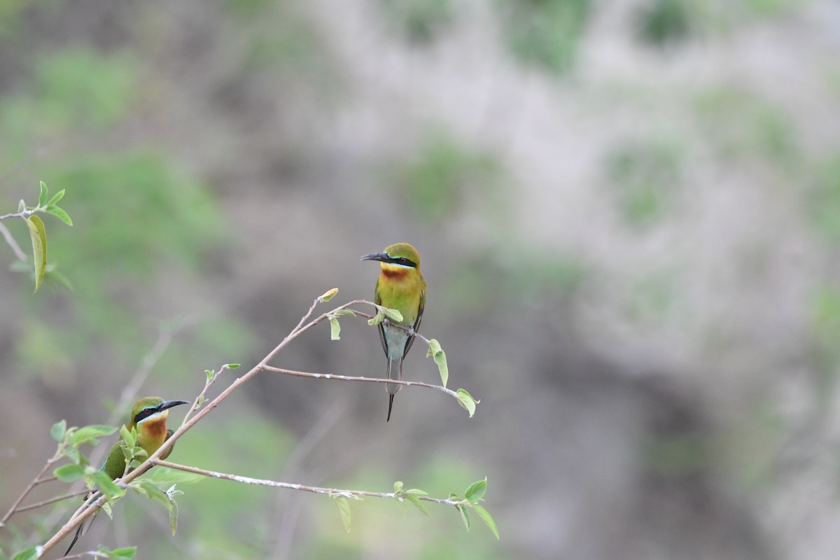 Blue-tailed Bee-eater - ML620834824