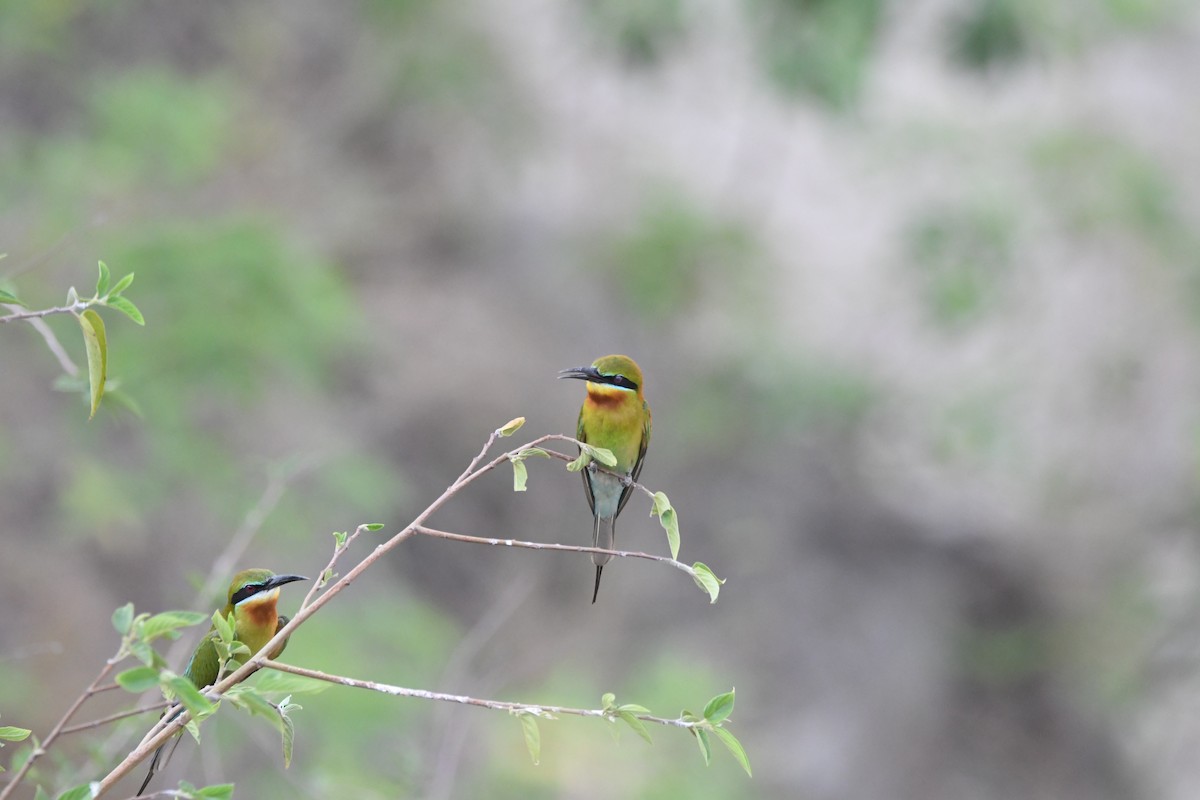 Blue-tailed Bee-eater - ML620834825