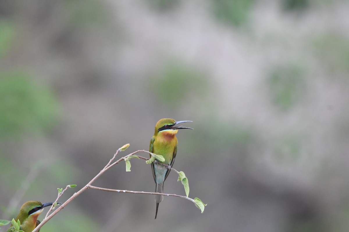 Blue-tailed Bee-eater - ML620834826