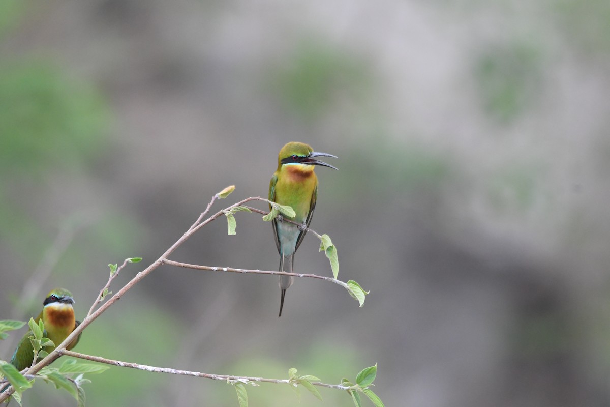 Blue-tailed Bee-eater - ML620834827