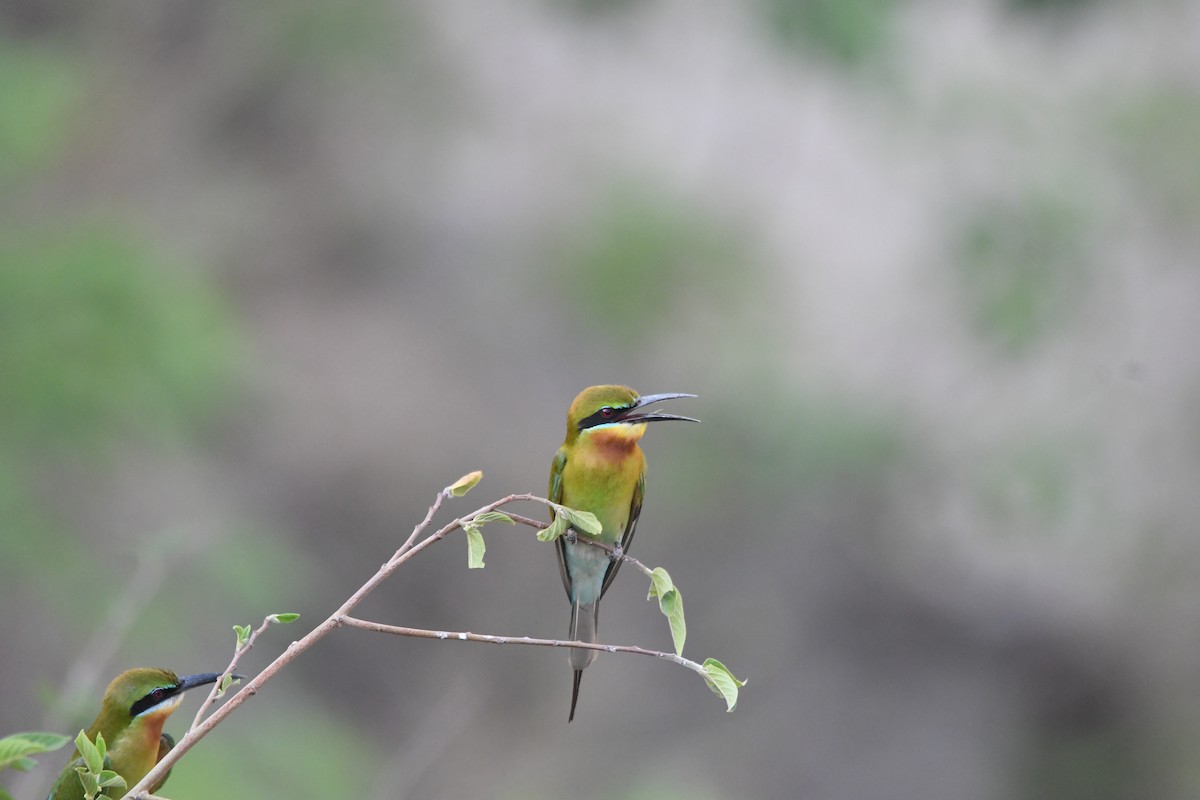 Blue-tailed Bee-eater - ML620834828