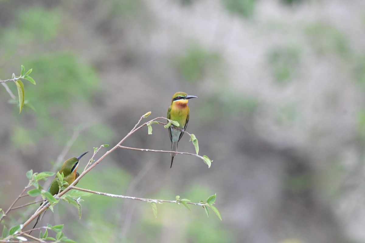 Blue-tailed Bee-eater - ML620834829