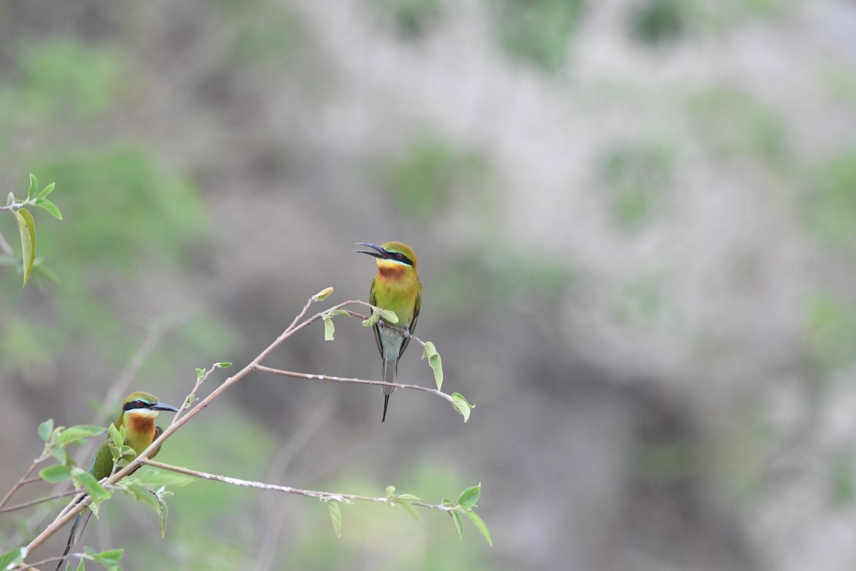 Blue-tailed Bee-eater - ML620834830