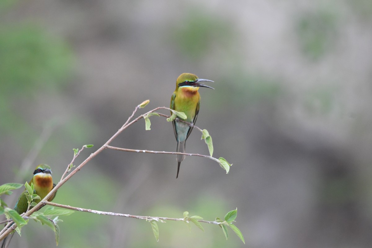Blue-tailed Bee-eater - ML620834832