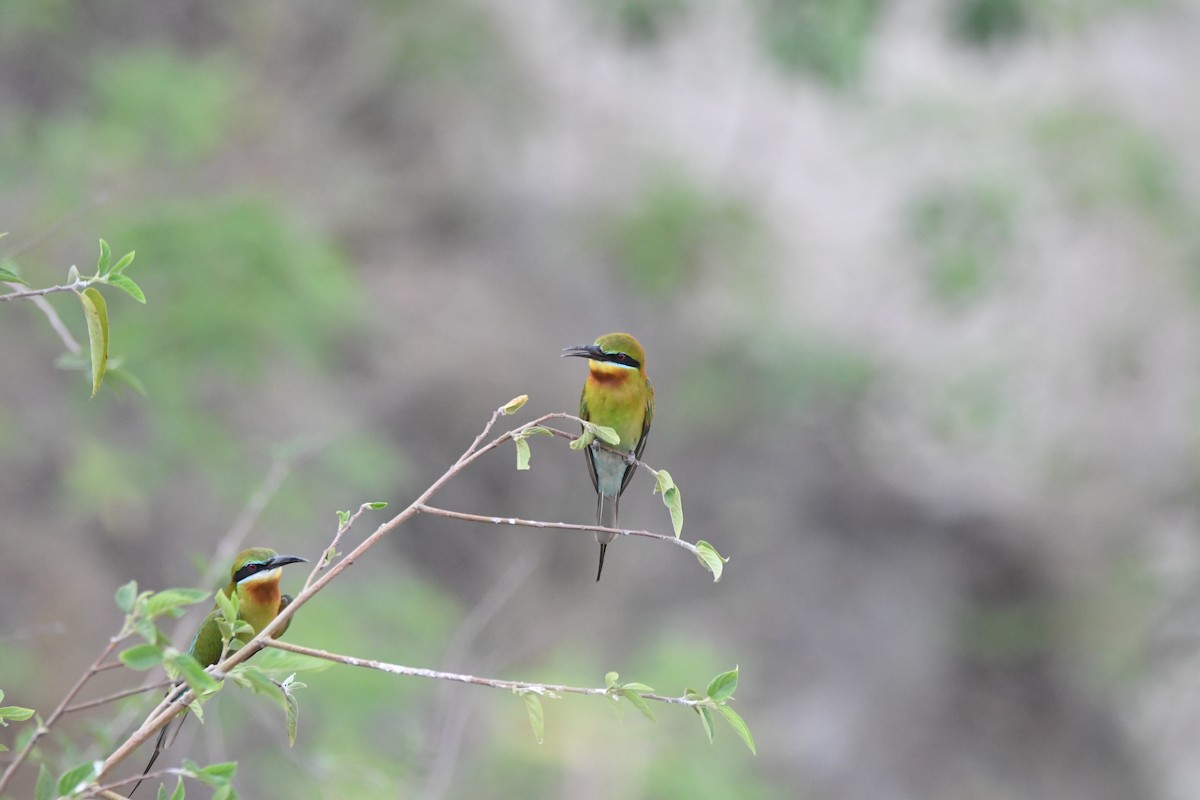 Blue-tailed Bee-eater - ML620834833