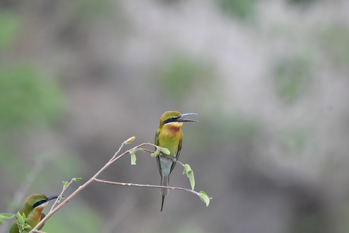 Blue-tailed Bee-eater - ML620834834
