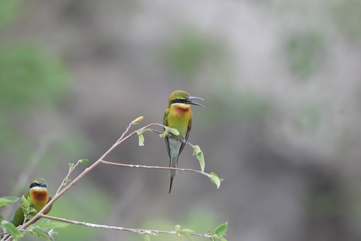 Blue-tailed Bee-eater - ML620834836