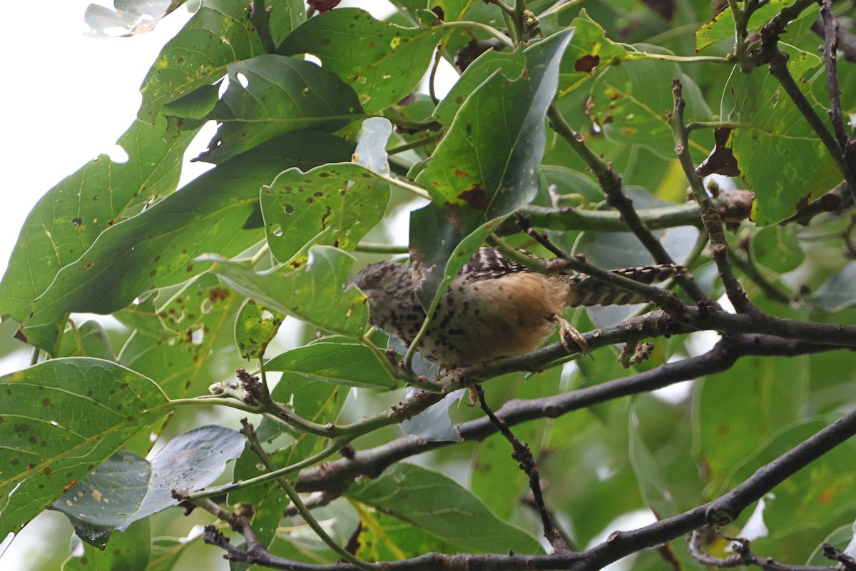 Band-backed Wren - ML620834850