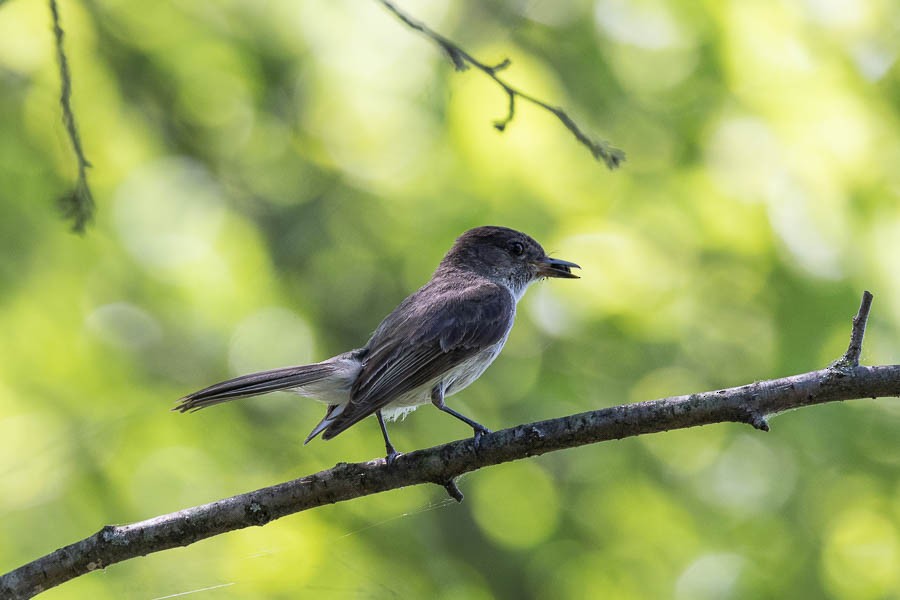 Eastern Phoebe - ML620834853