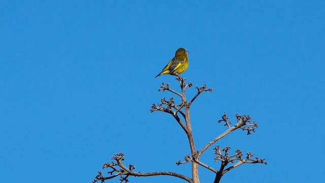 European Greenfinch - ML620834854