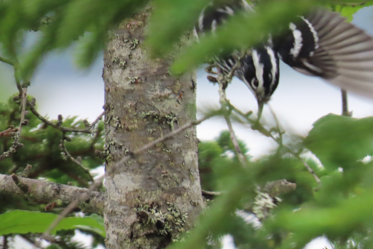 Black-and-white Warbler - ML620834863