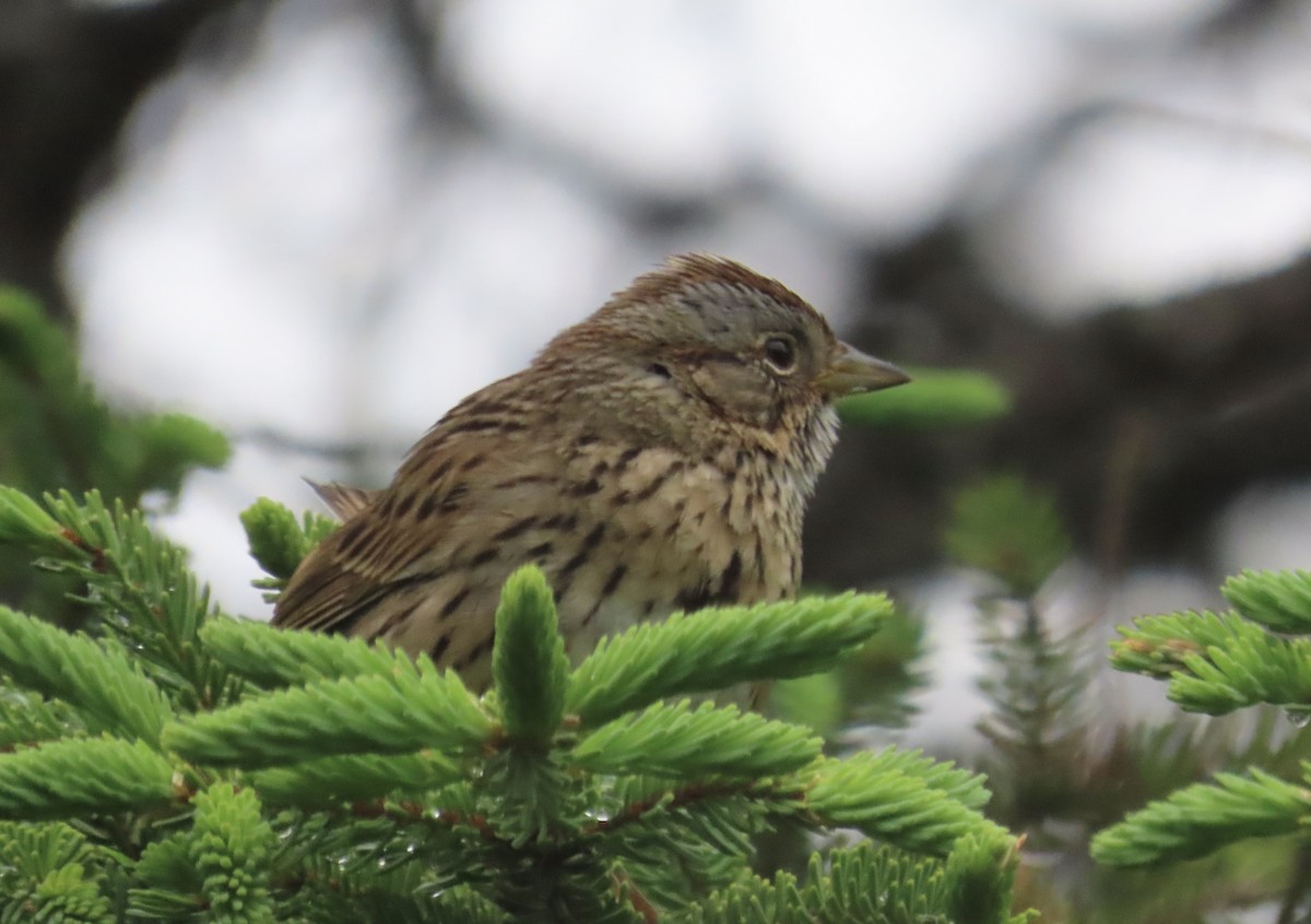 Lincoln's Sparrow - ML620834864