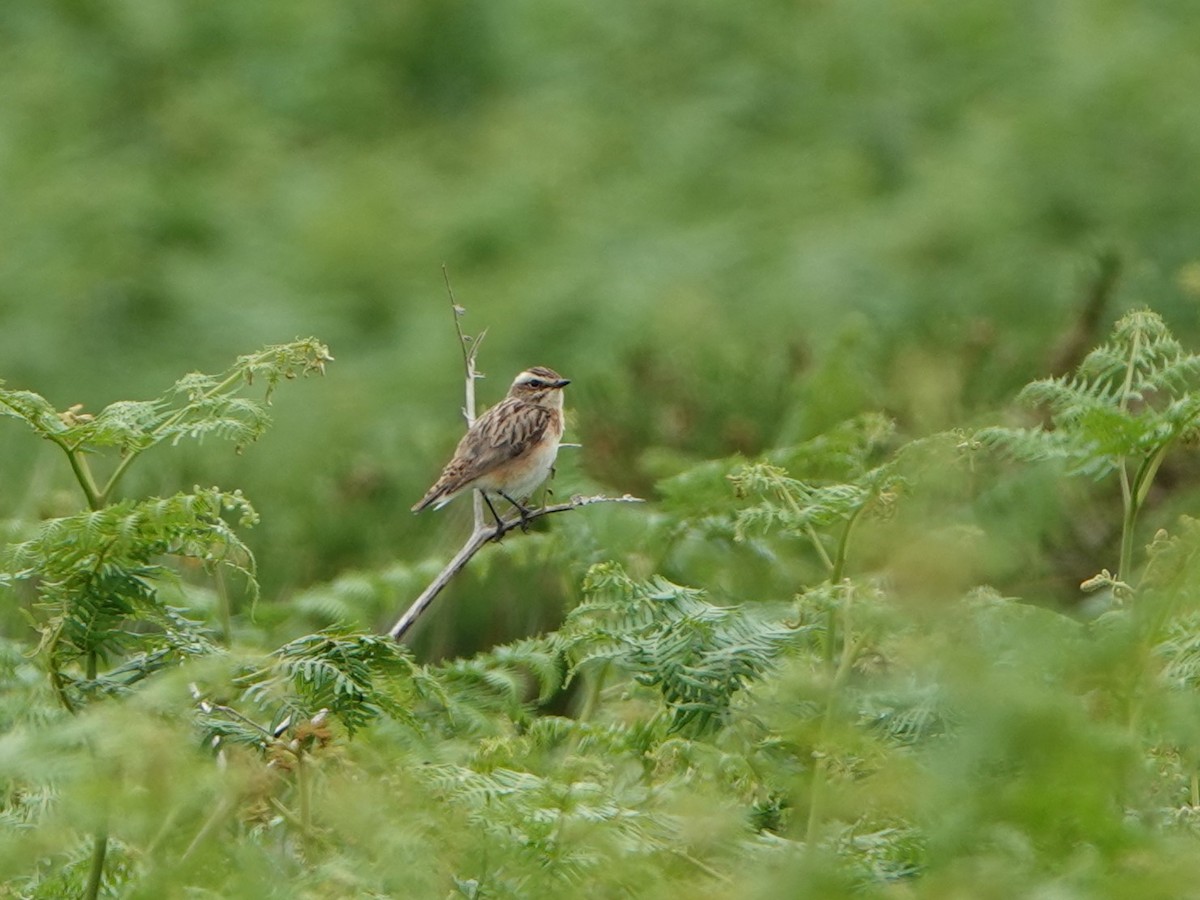 Whinchat - ML620834865