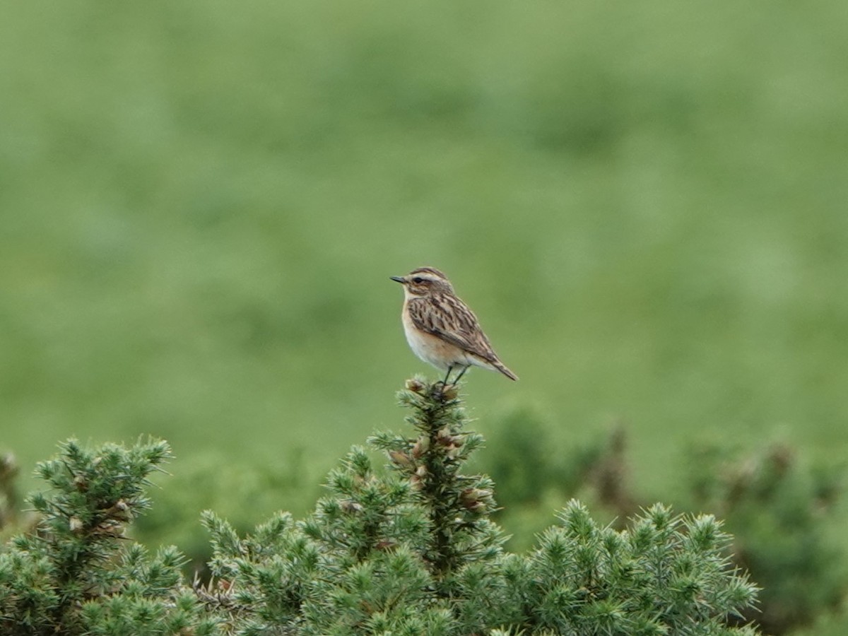 Whinchat - ML620834866
