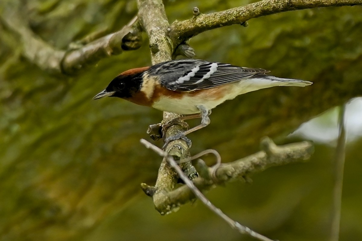 Bay-breasted Warbler - ML620834868
