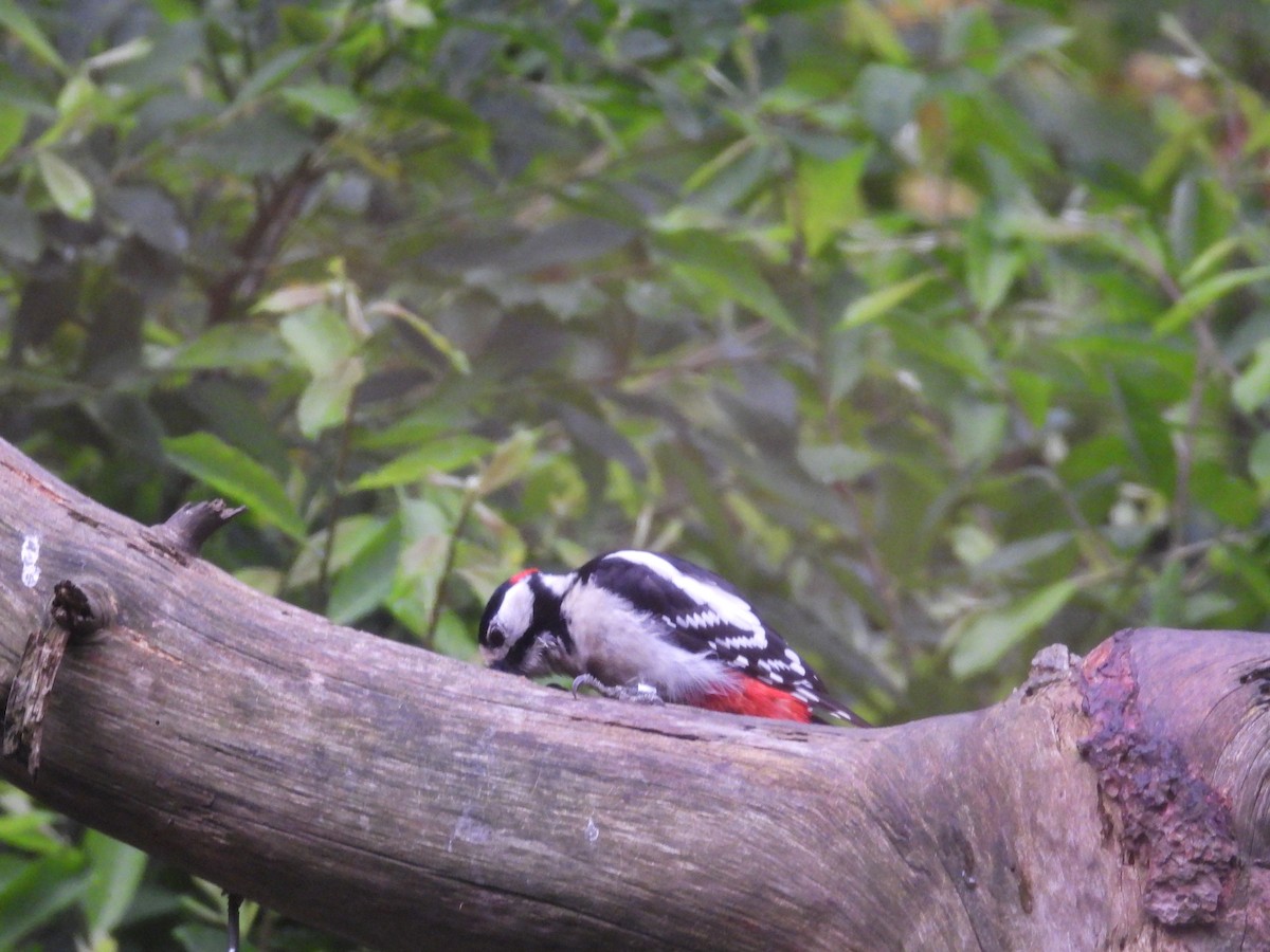 Great Spotted Woodpecker - ML620834869