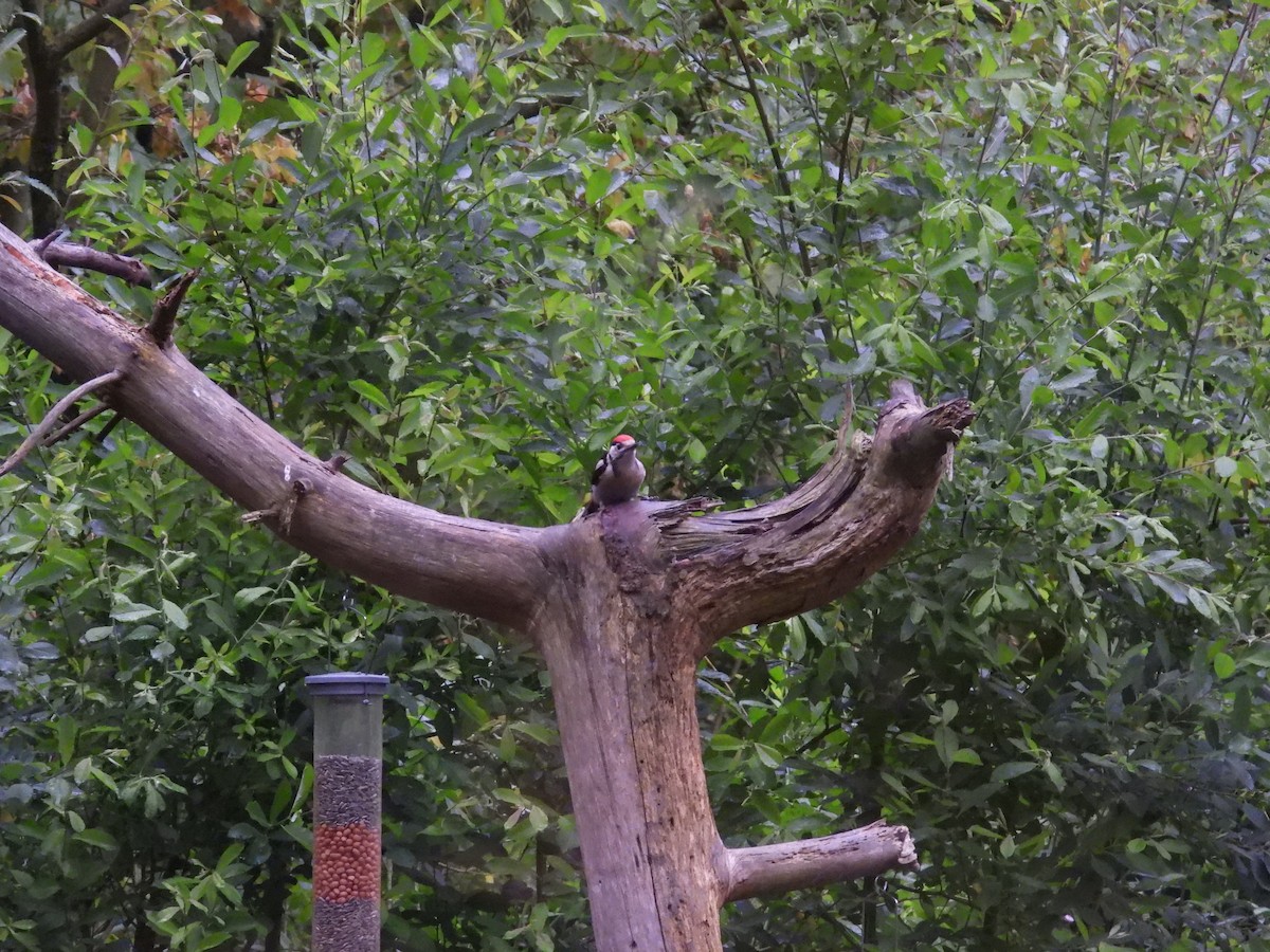 Great Spotted Woodpecker - ML620834870