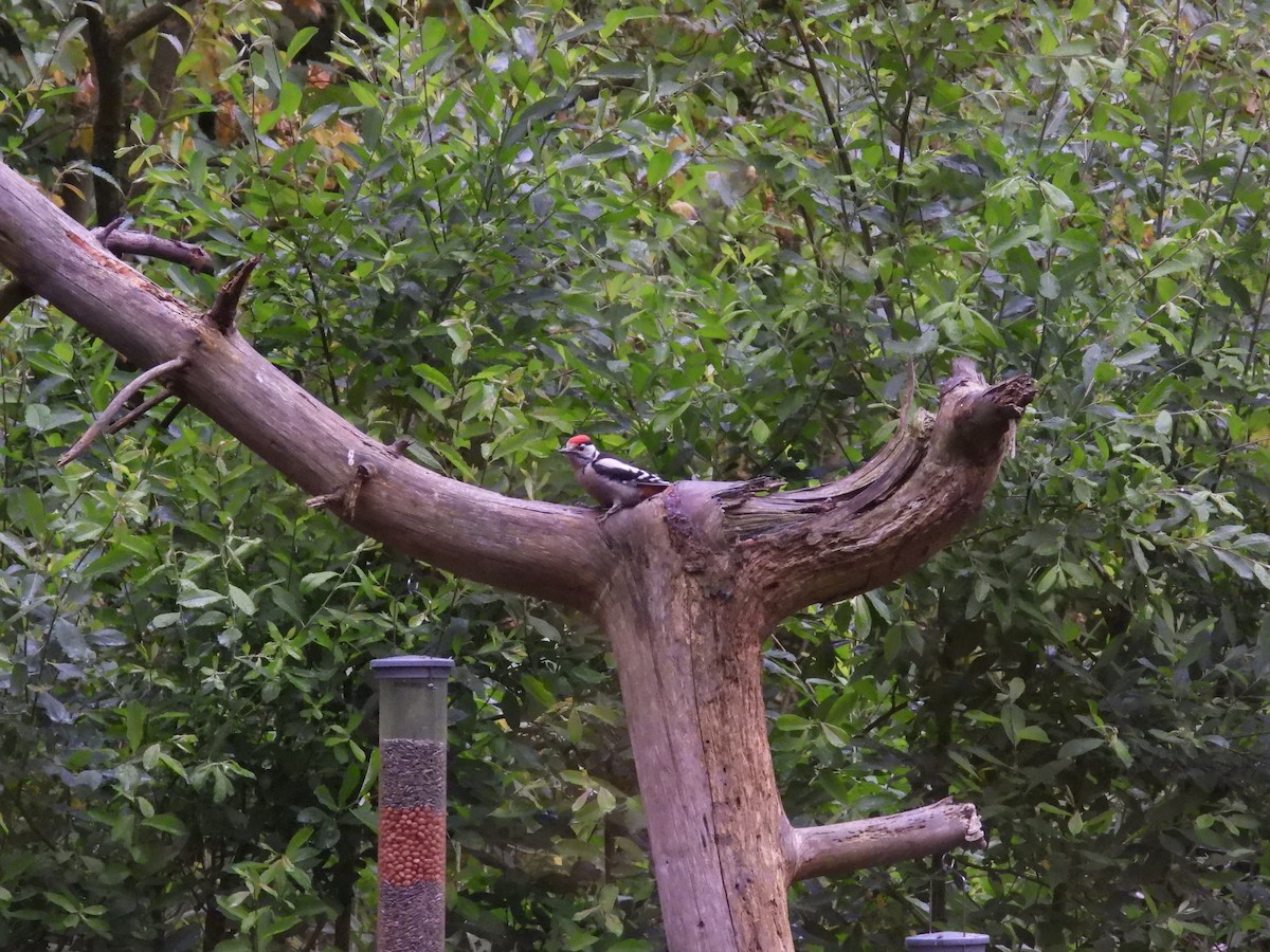 Great Spotted Woodpecker - ML620834872