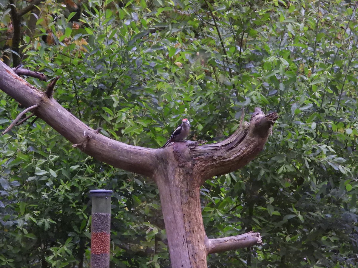 Great Spotted Woodpecker - ML620834873