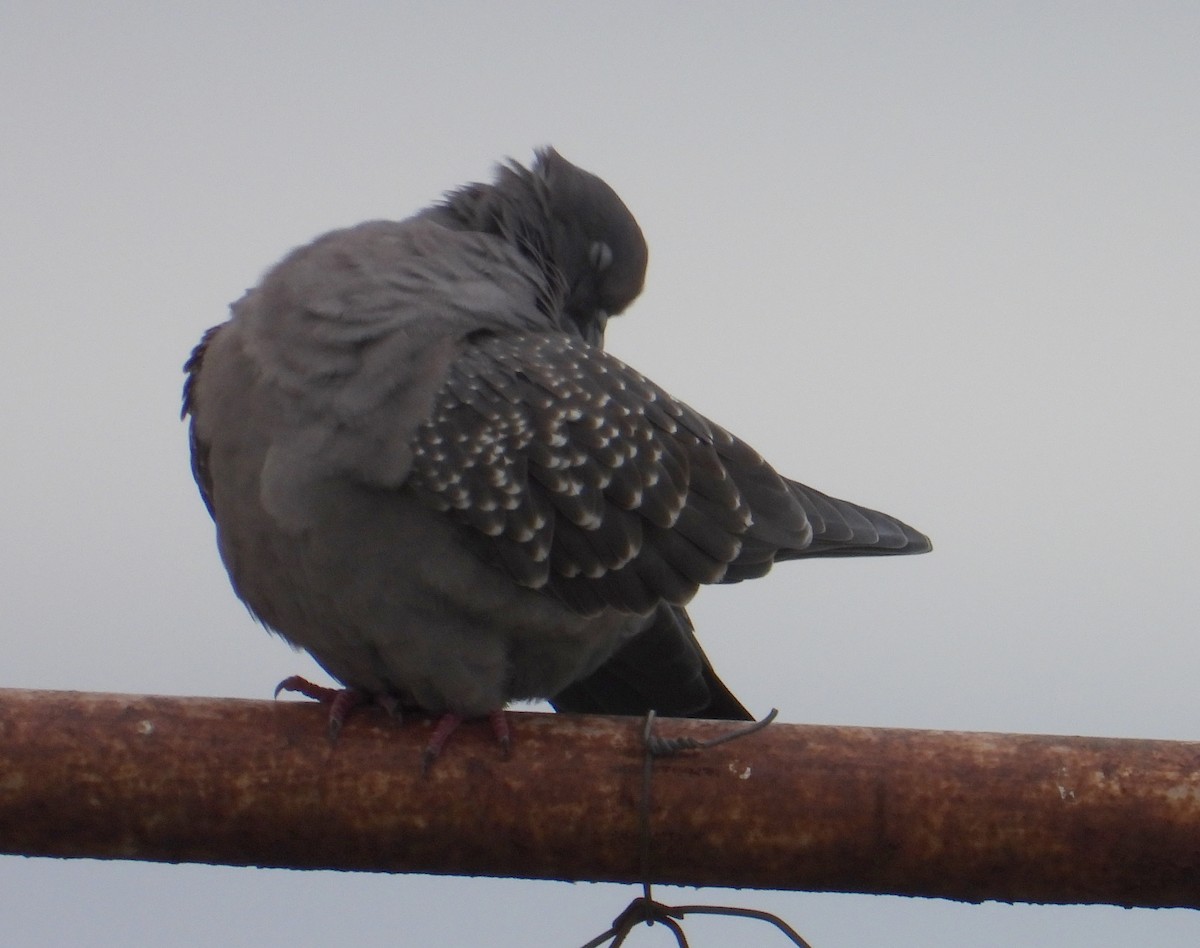 Spot-winged Pigeon - ML620834895