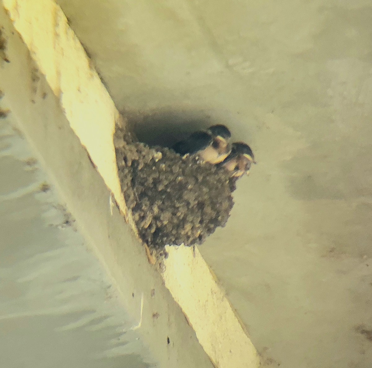 Barn Swallow - ML620834900