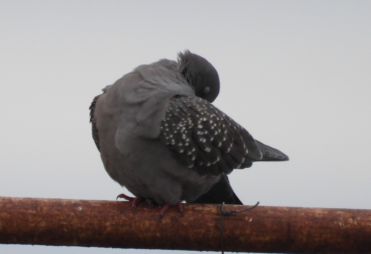 holub skvrnokřídlý - ML620834901