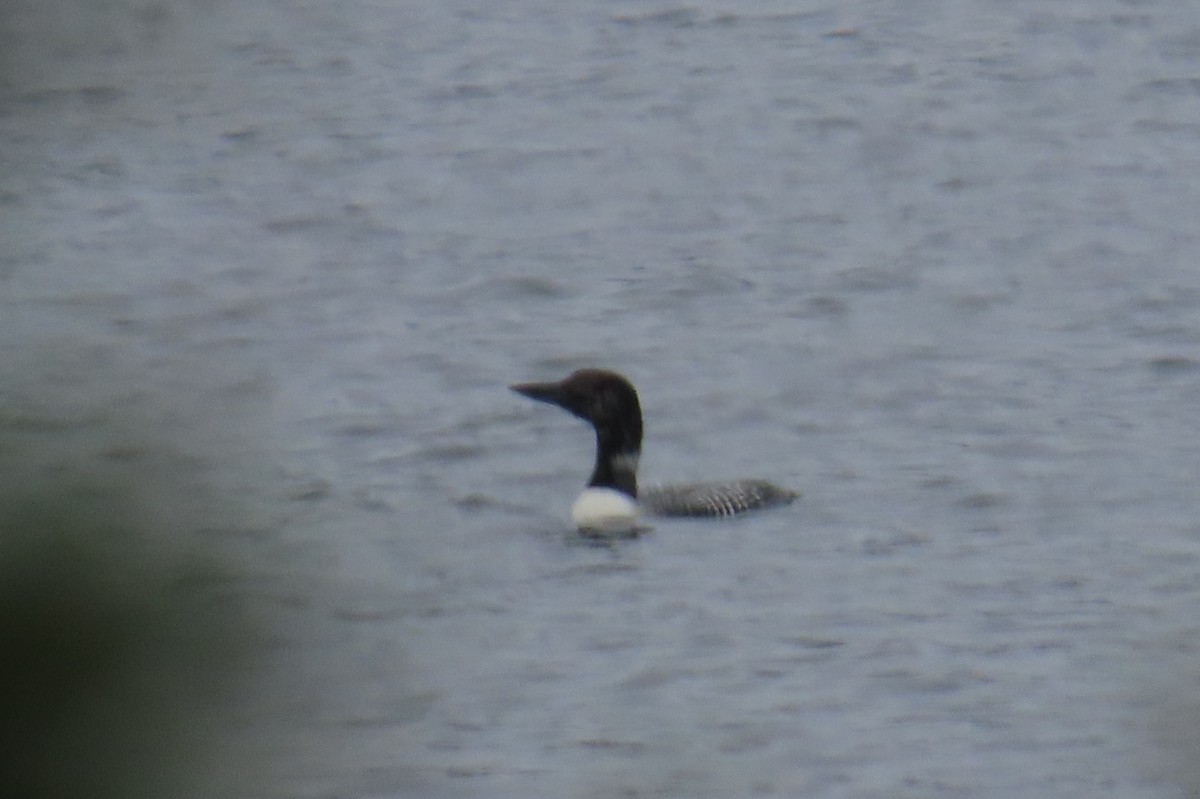 Common Loon - ML620834911