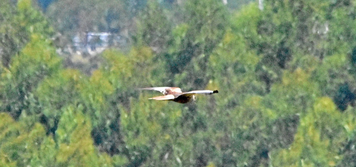 Western Marsh Harrier - ML620834917