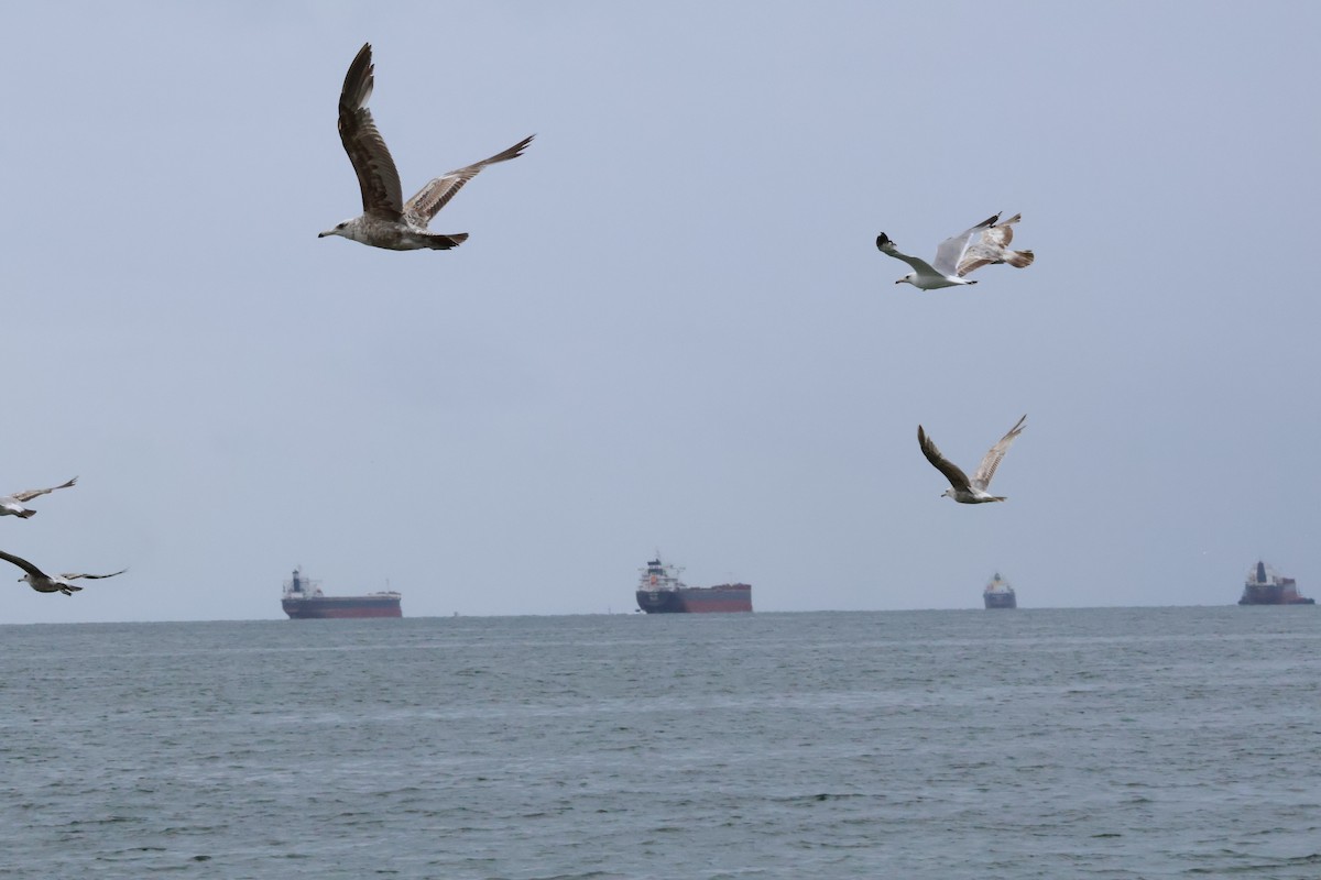 Gaviota Californiana - ML620834935