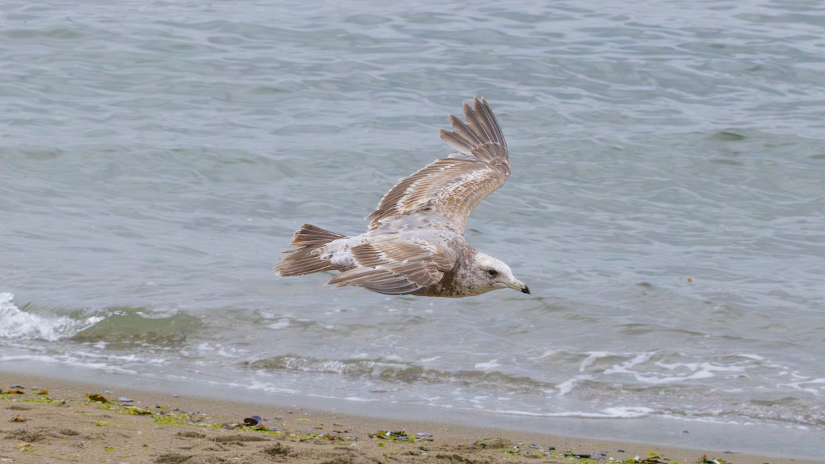 Gaviota Californiana - ML620834936