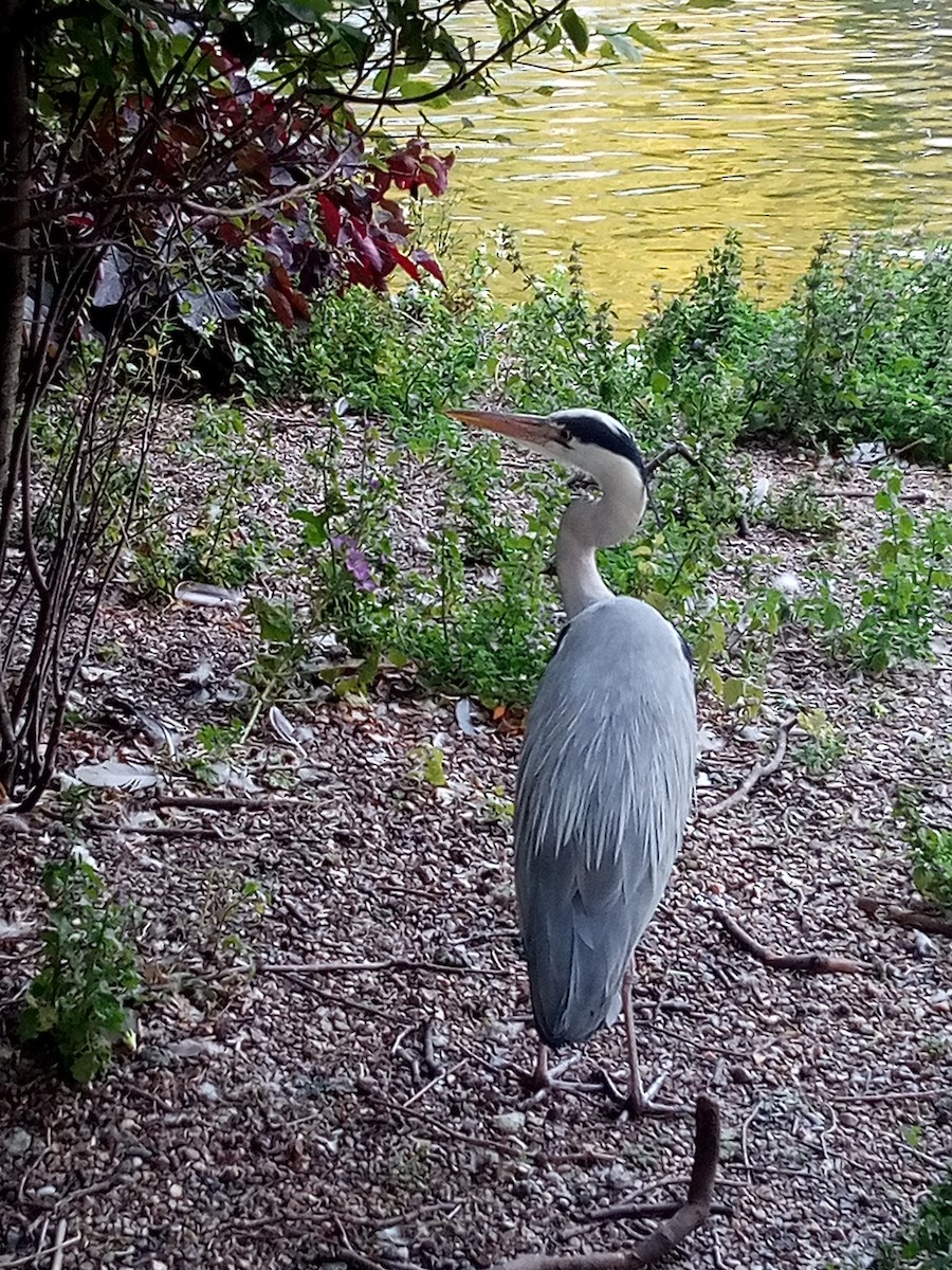 Gray Heron - ML620834947