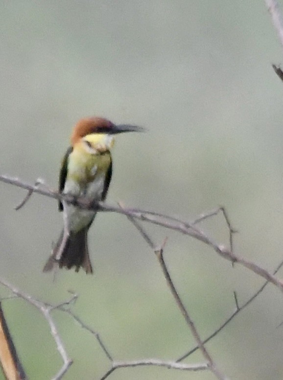 Chestnut-headed Bee-eater - ML620834950