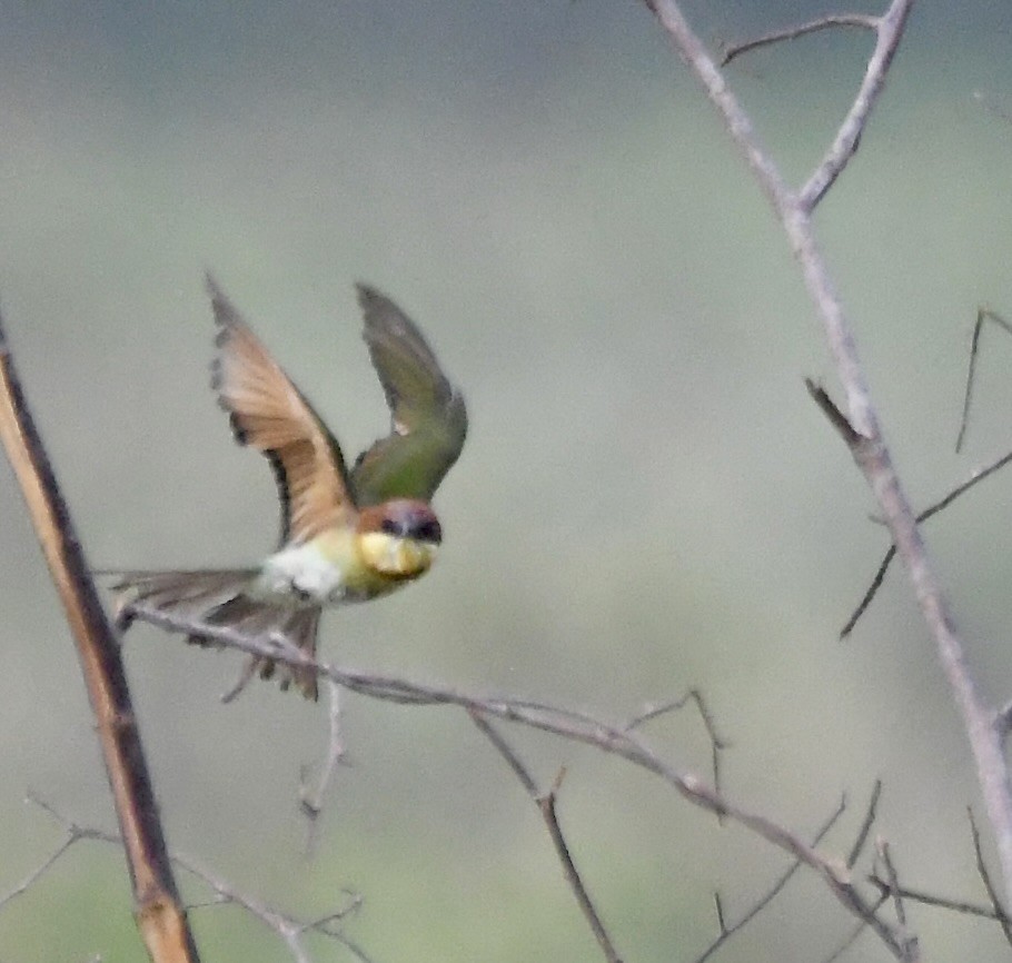 Chestnut-headed Bee-eater - ML620834952