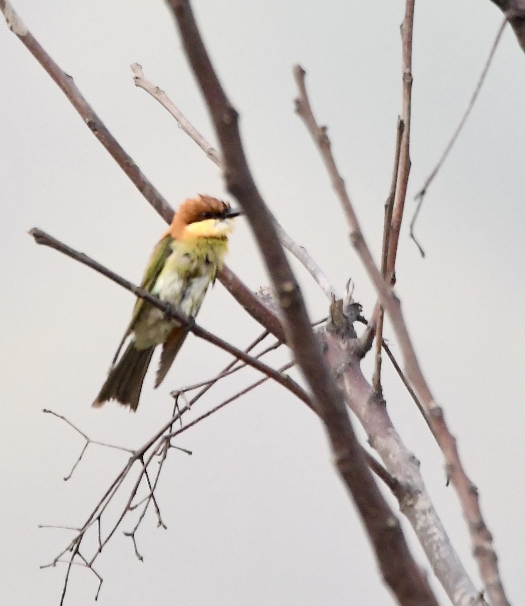 Chestnut-headed Bee-eater - ML620834954