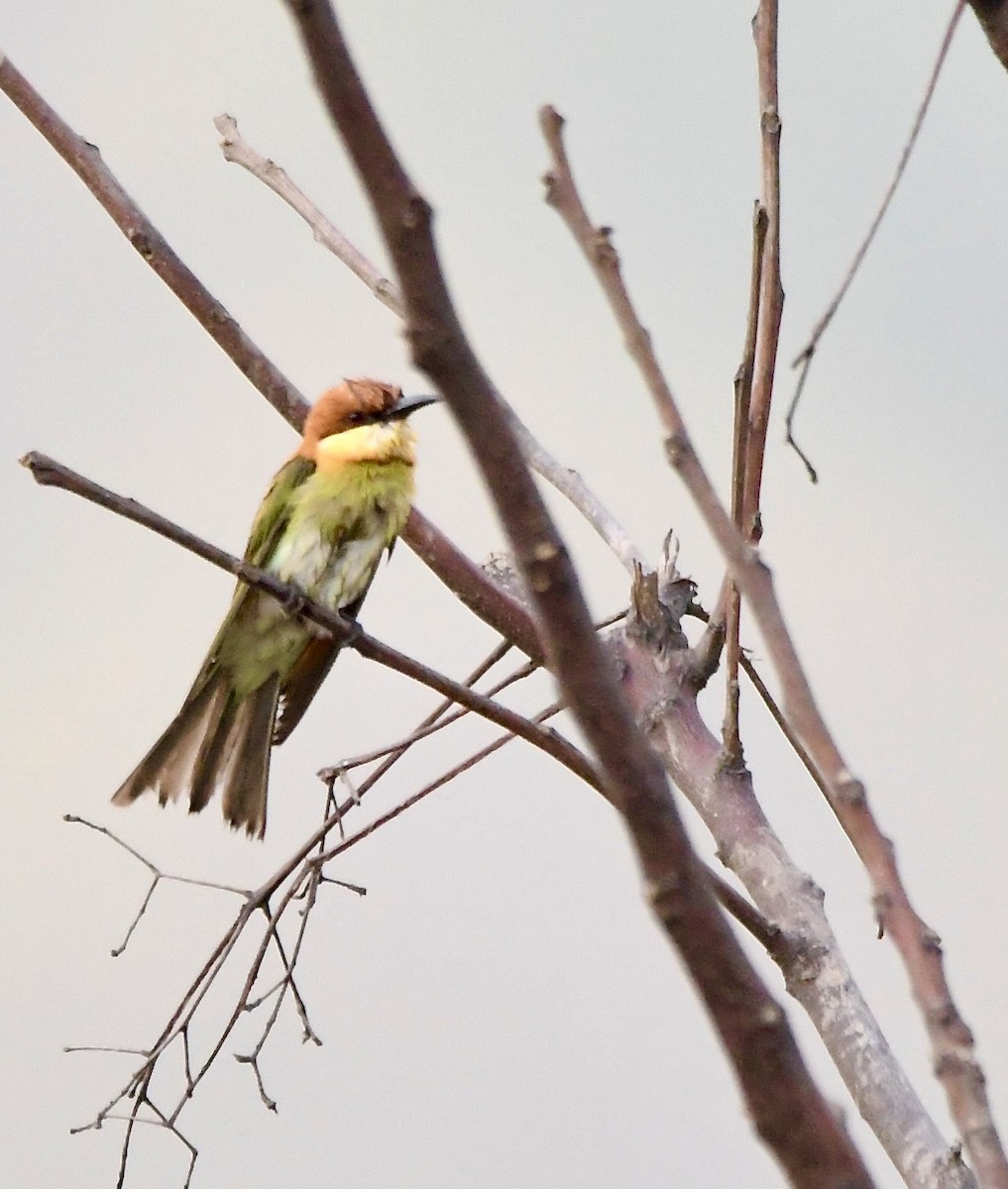 Chestnut-headed Bee-eater - ML620834955