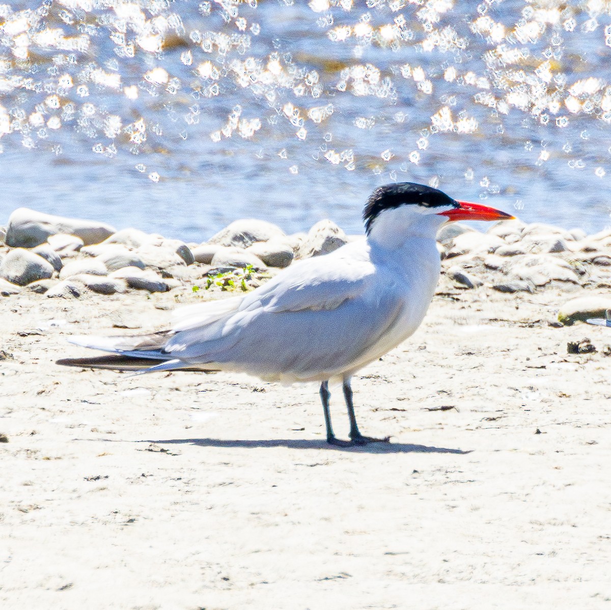 Caspian Tern - ML620834956