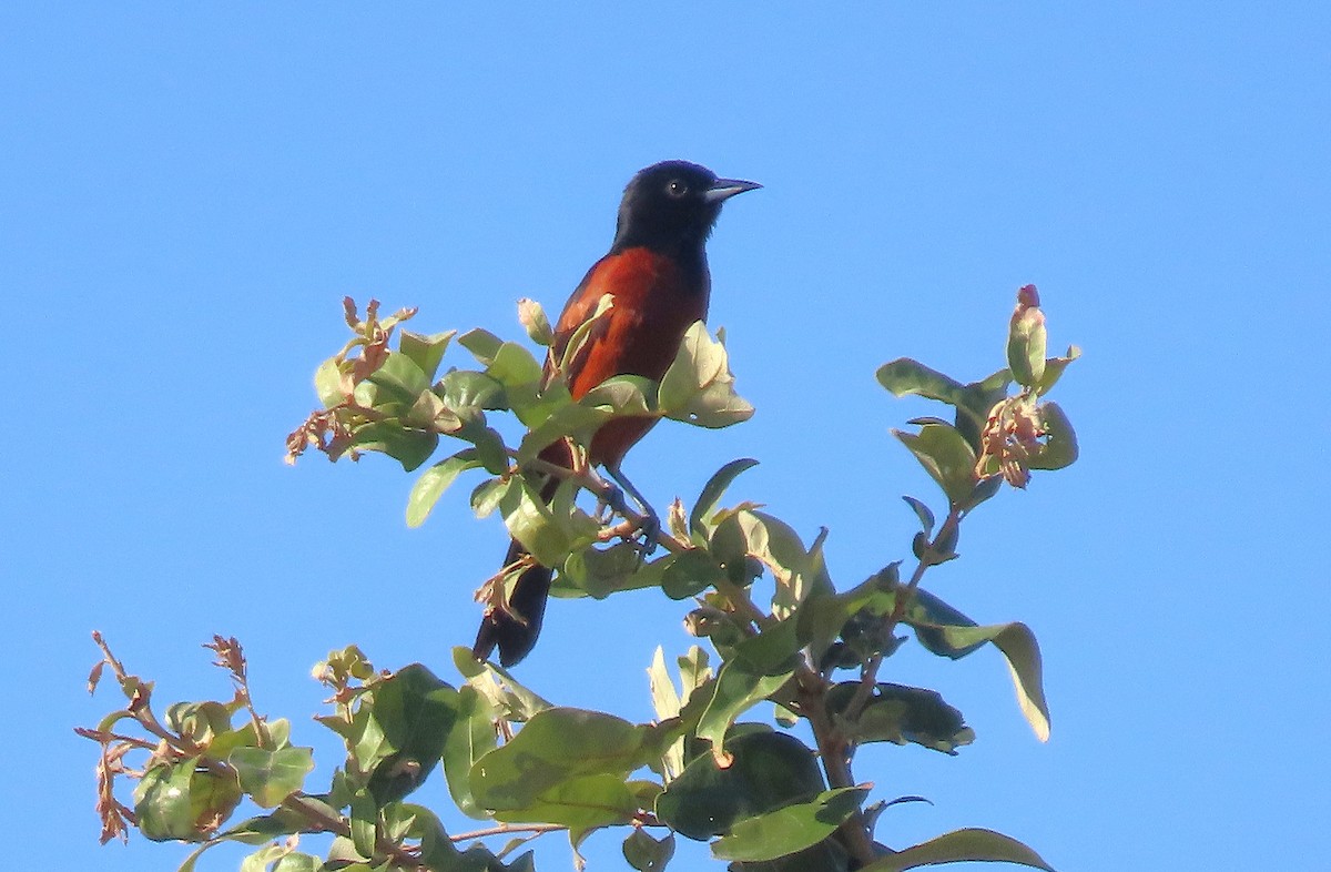 Orchard Oriole - ML620834957