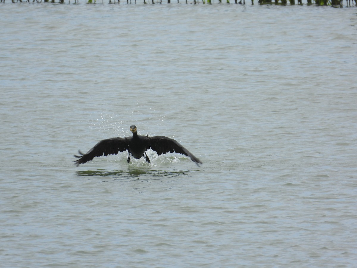 Great Cormorant - ML620834958