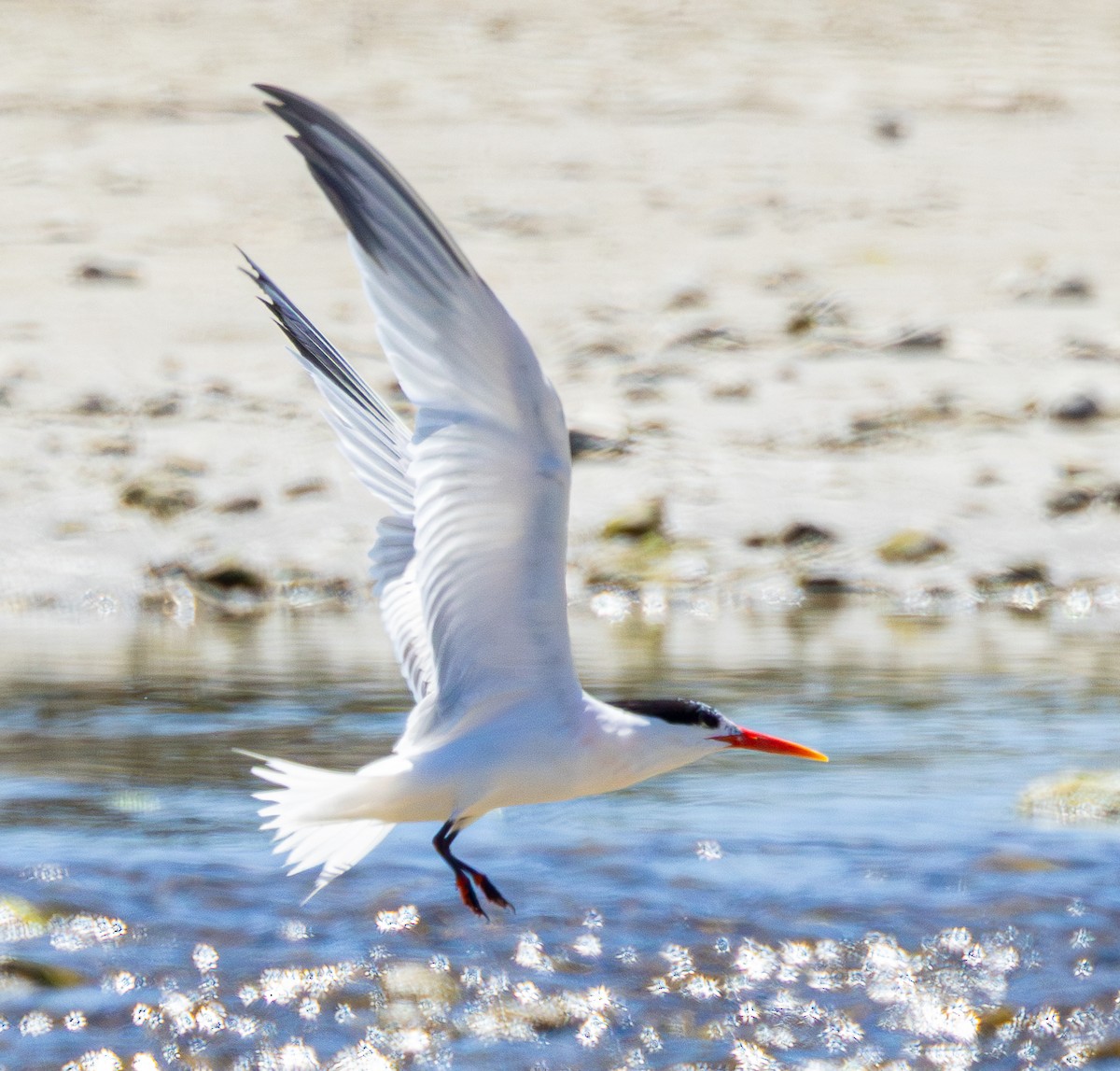 Elegant Tern - ML620834971