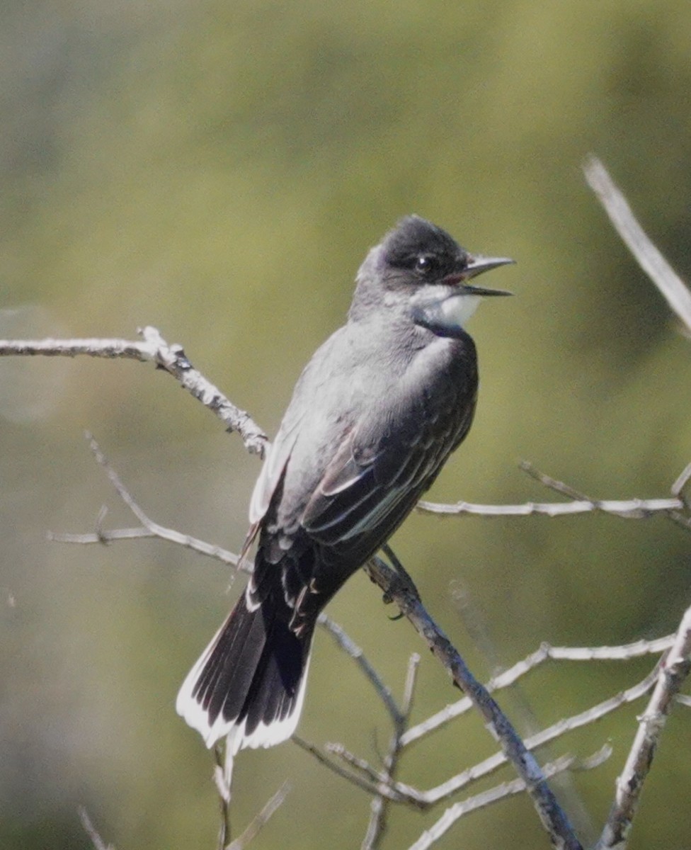 Eastern Kingbird - ML620834976