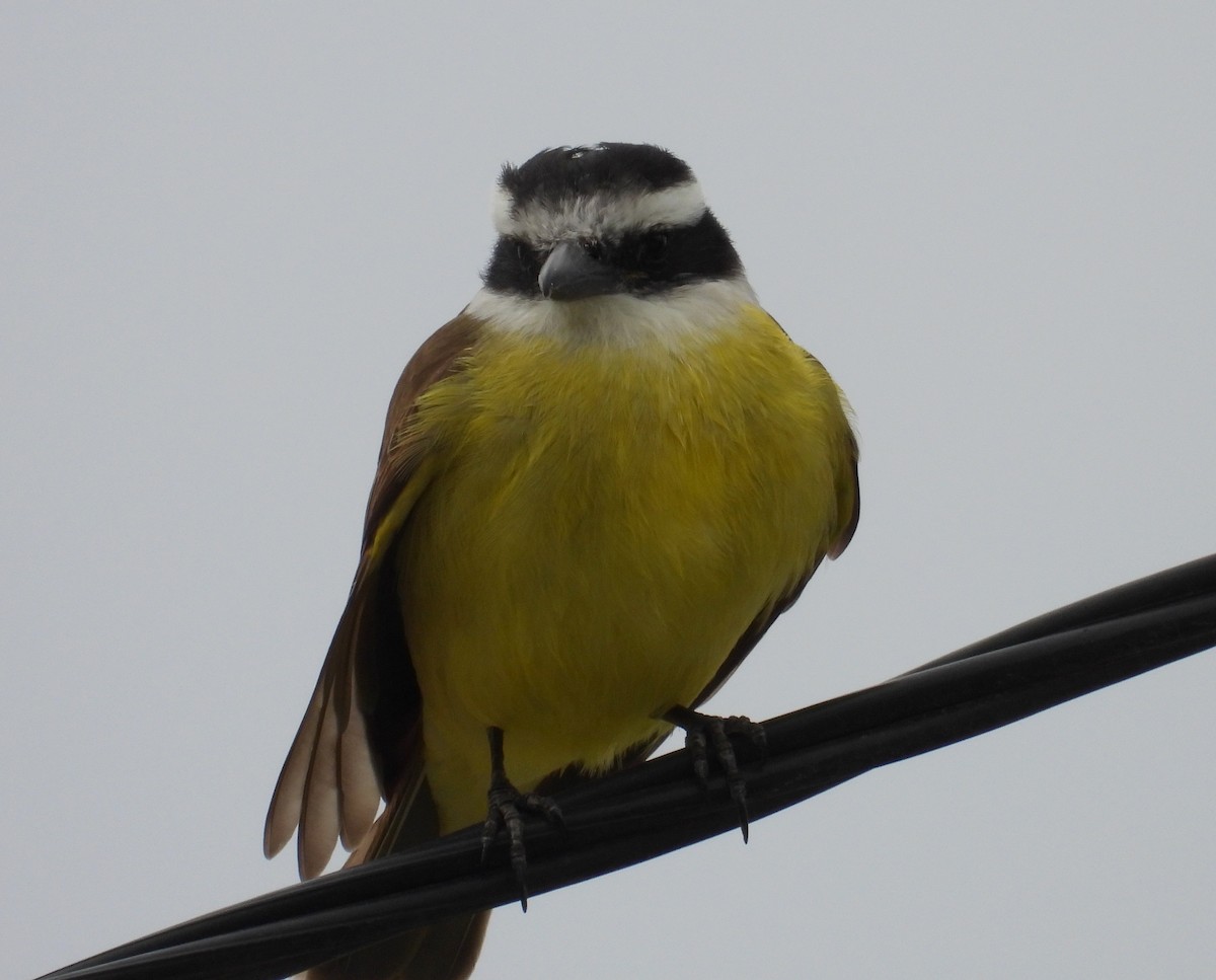 Great Kiskadee - ML620835025