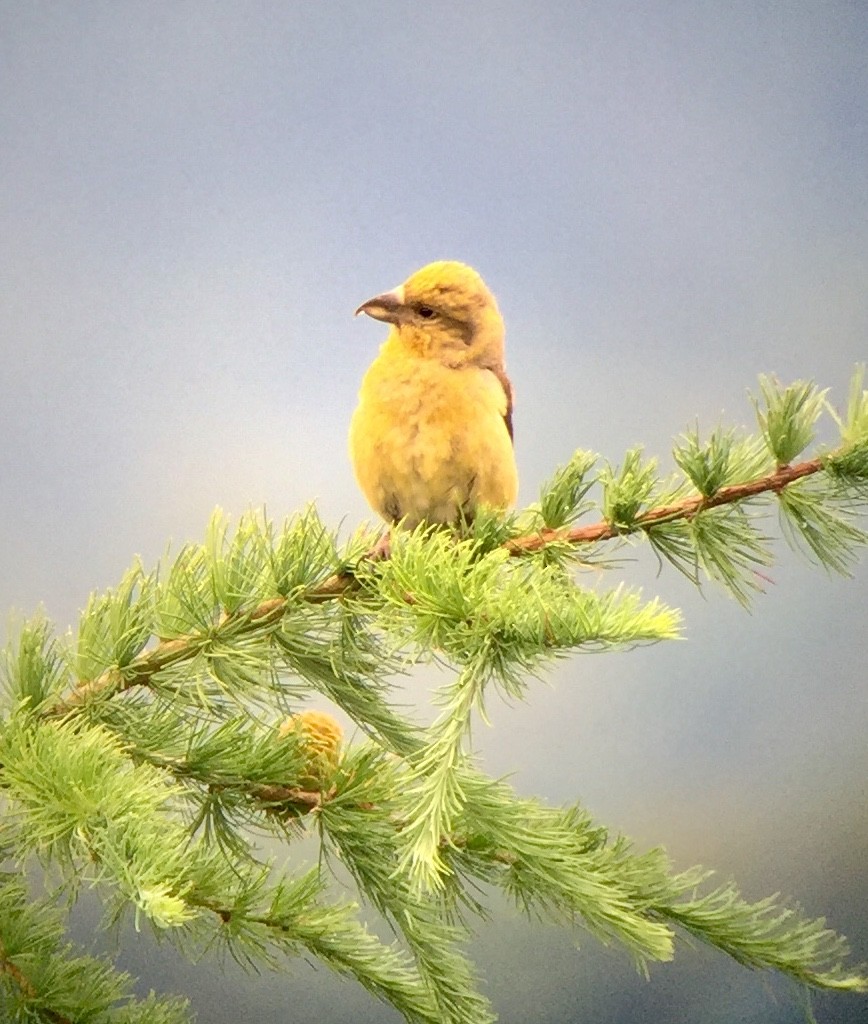 Bec-croisé des sapins - ML620835026