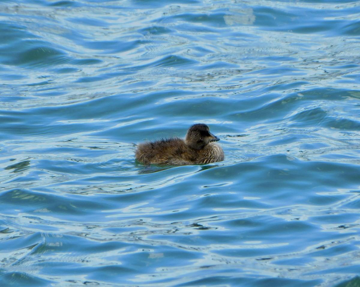 Common Eider - ML620835029