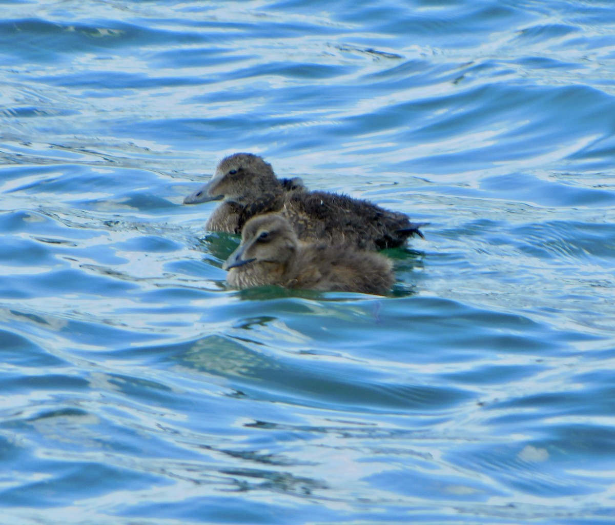 Common Eider - ML620835038